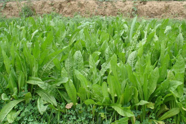 菊苣種子怎么種，多久發芽