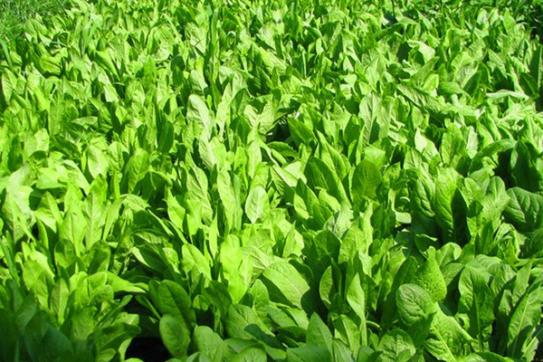 菊苣種子怎么種，多久發芽