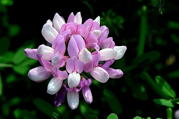 小冠花種子的種植方法，什么時候播種？