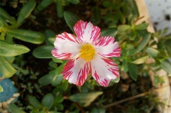 彩漂太陽花