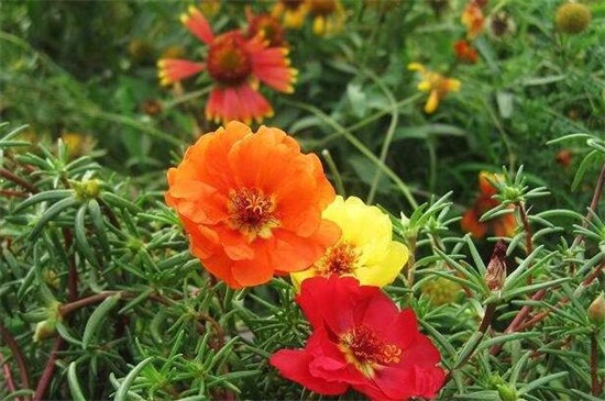 稼紅太陽花