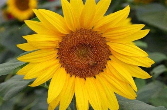 深黃太陽花