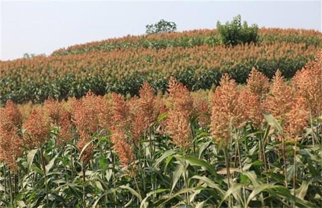 甜高粱種植技術及高產經驗分享