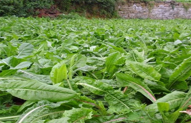 菊巨的種植方法及管理要點