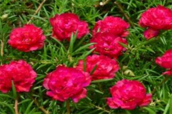 針葉太陽花