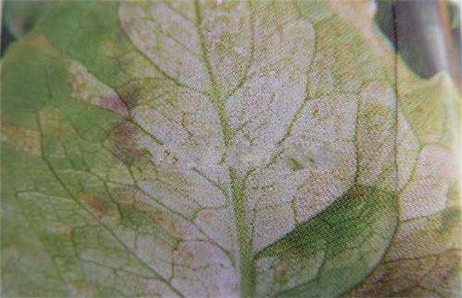 菊巨的種植方法及管理要點