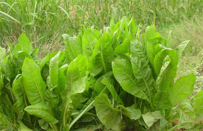 菊巨的種植方法及管理要點