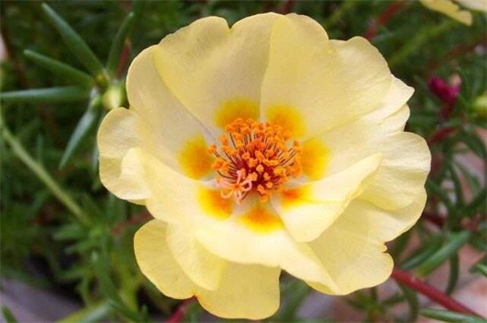 淡黃太陽花
