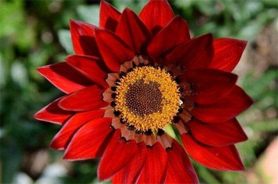大紅太陽花