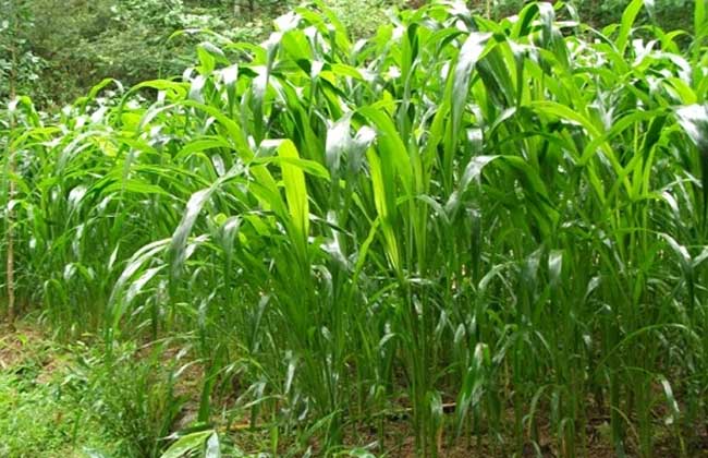 高丹草高產種植技術要點