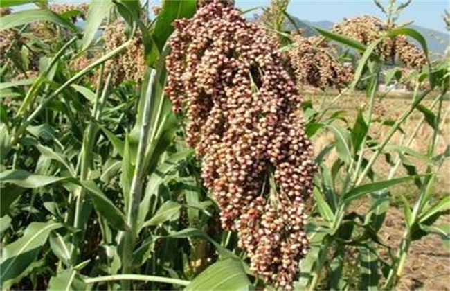 甜高粱種植技術及高產經驗分享