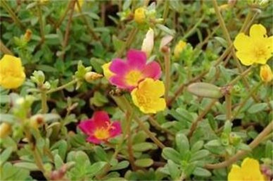 寬葉太陽花