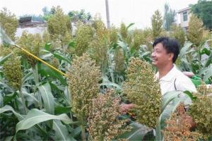 甜高粱種植技術及高產經驗分享