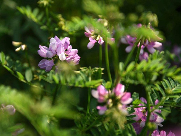 苜蓿種子多少錢一斤？紫花苜蓿種子多少錢？