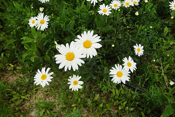 大濱菊