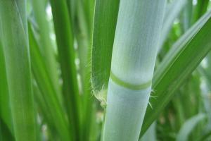 甜象草種子多少錢一斤？甜象草種子種植方法是什么？