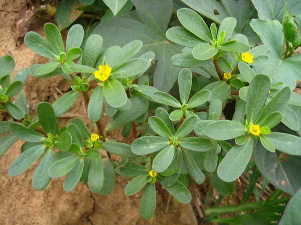 馬齒莧種植時間和方法