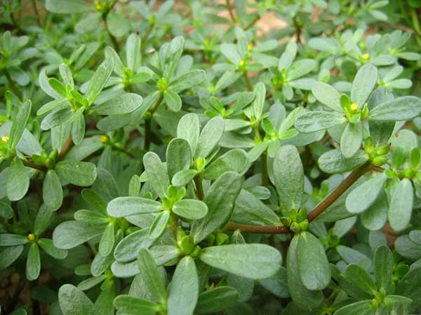 馬齒莧種植時間和方法