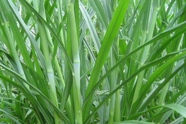 甜象草種子一斤多少錢 甜象草種子一斤多少錢