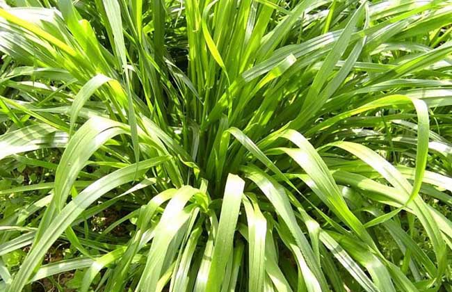高丹草高產種植技術要點