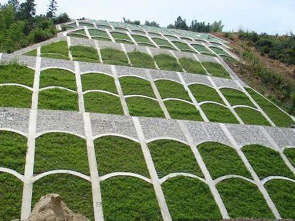 狗牙根草坪
