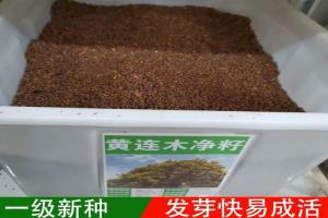 黃連木凈籽多少錢一斤