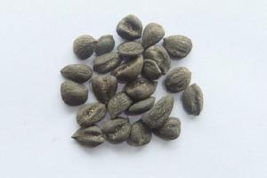 厚樸種子的價格及種植方法