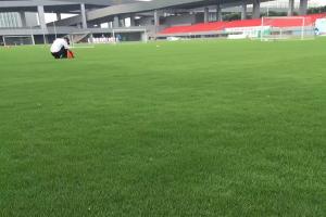 馬尼拉和狗牙根的返青時間在什么時候？