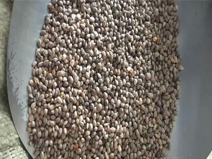 紅瑞木種子批發價格及育苗技巧