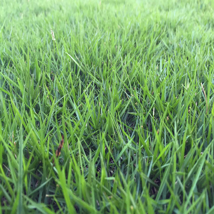 臺灣2號草坪是結縷草嗎？