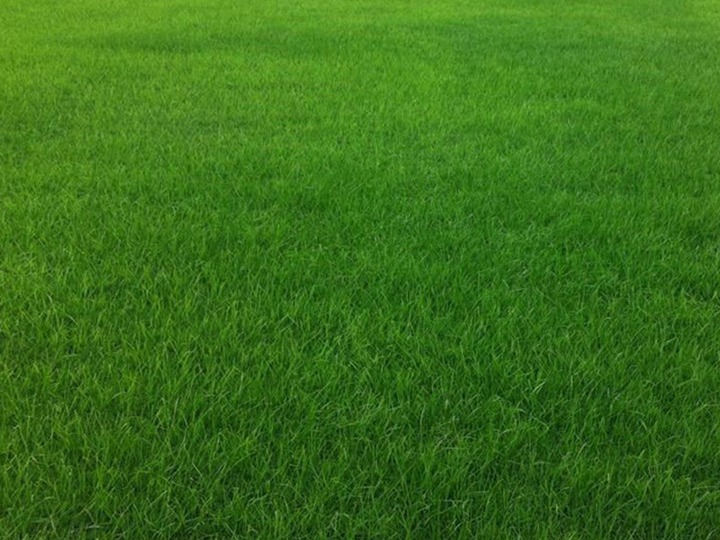 黑麥草的種植方法和養護技巧