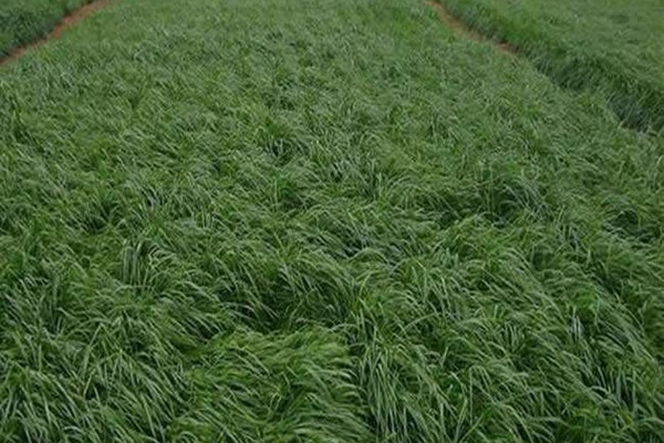 冬牧70黑麥草什么時候播種？