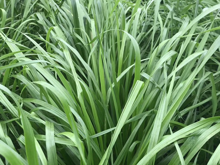 一畝黑麥草能養幾只羊？