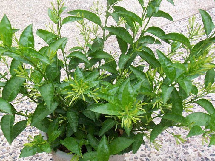 夜來香的花語和寓意
