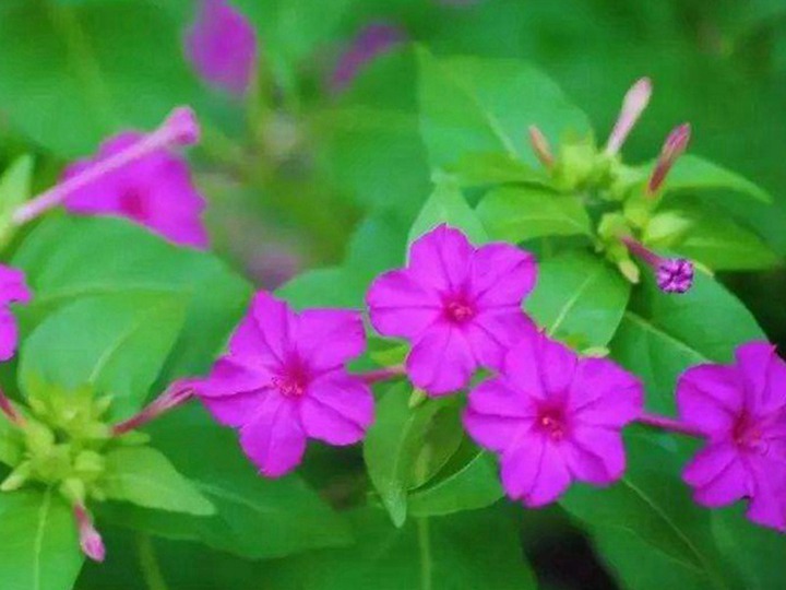 夜來香的花語和寓意