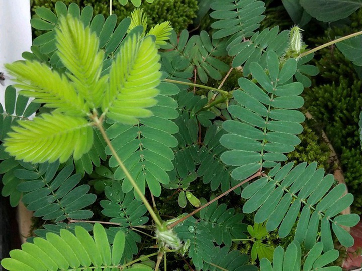 含羞草的花語和寓意