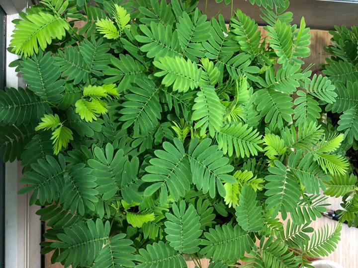 含羞草的花語和寓意