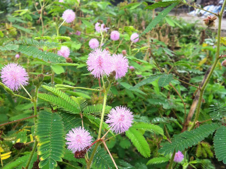 含羞草的花語和寓意