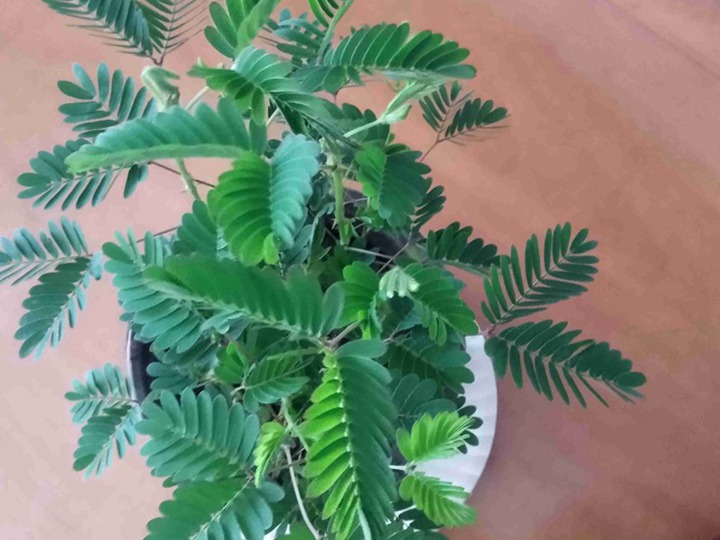 含羞草的花語和寓意