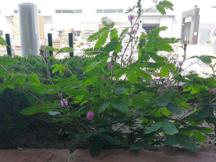含羞草的花語和寓意