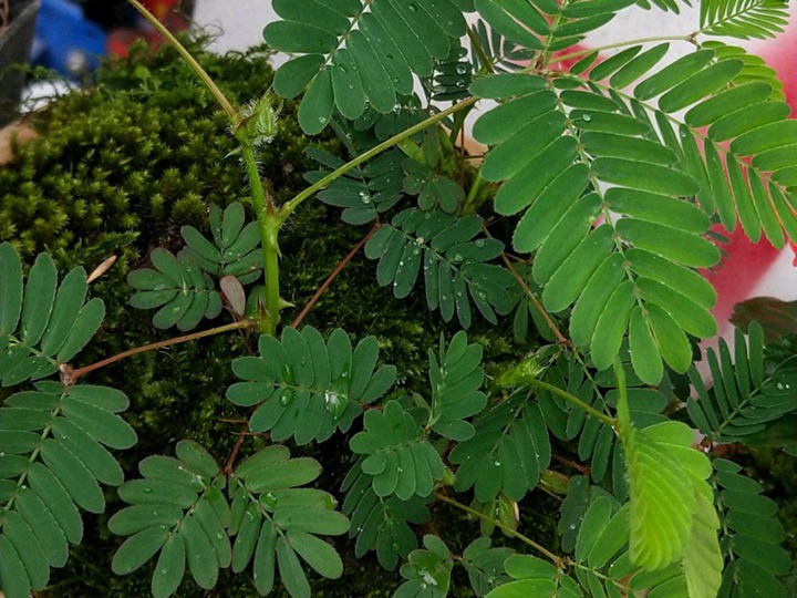 含羞草的花語和寓意