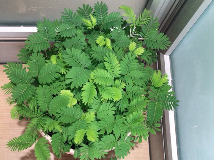 含羞草的花語和寓意