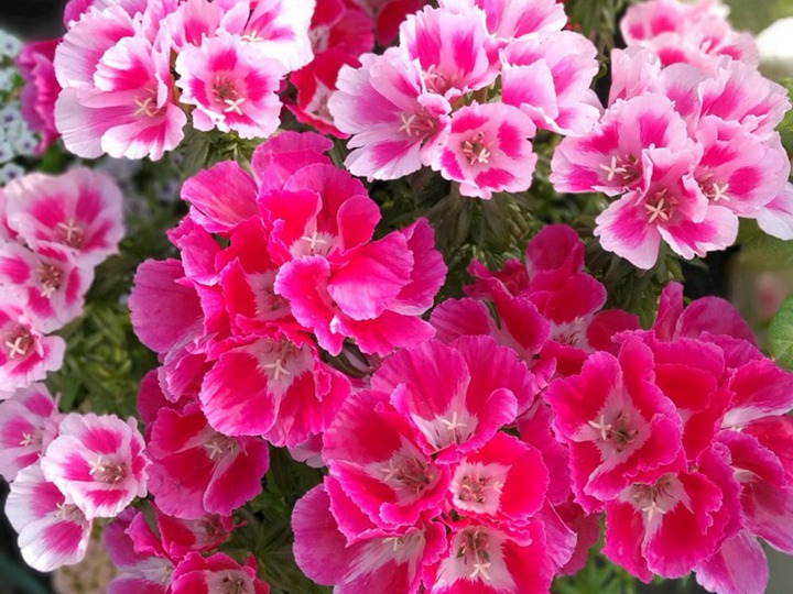 古代稀的花語和寓意