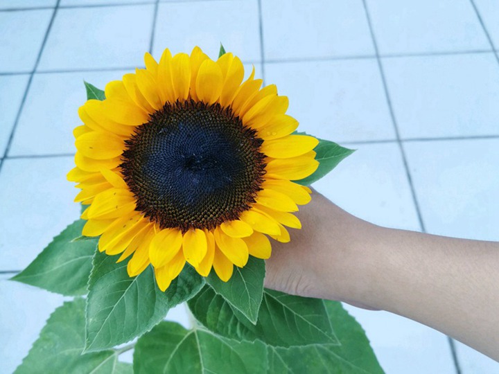 向日葵的花語是什么