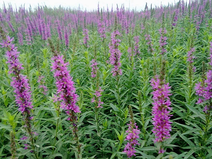 千屈菜的花語和寓意