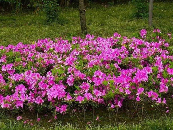 杜鵑花的花語和寓意