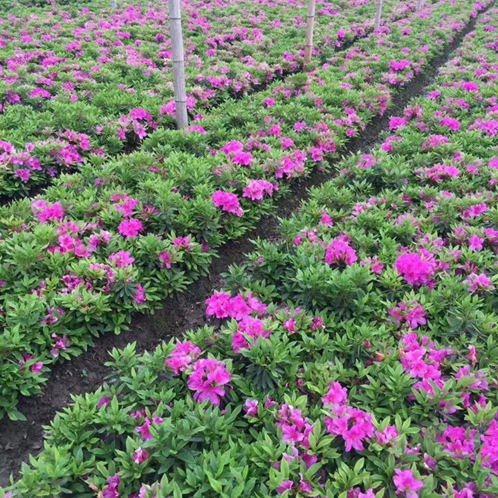 杜鵑花的花語和寓意