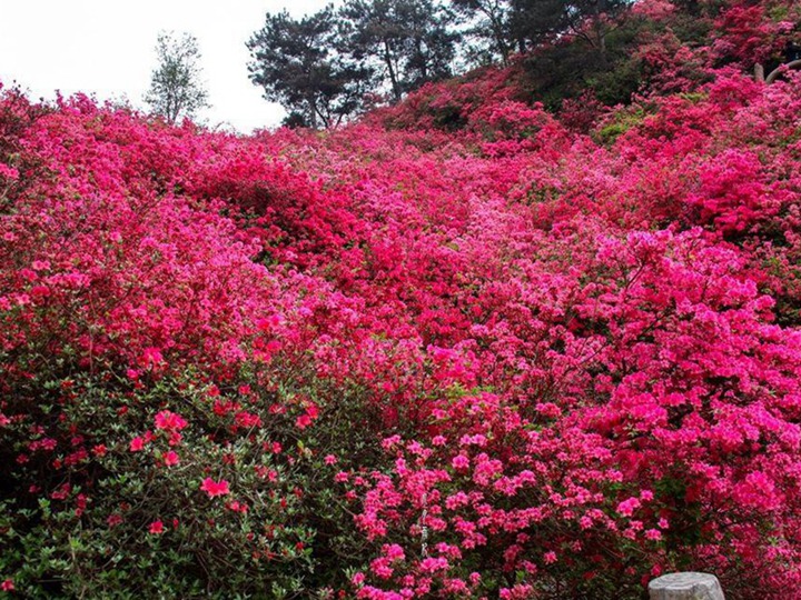 杜鵑花的花語和寓意