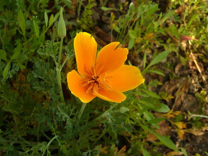 花菱草花語和寓意