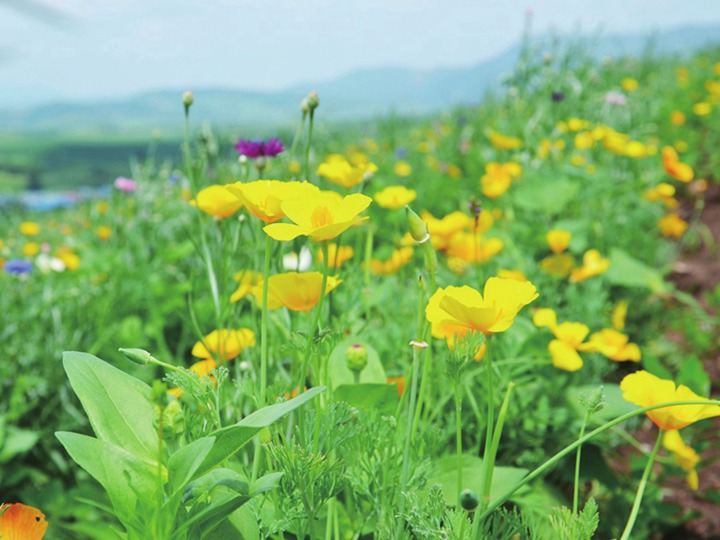 花菱草花語和寓意